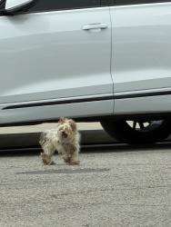 Found/Stray Unknown Dog last seen Reflection way and nightsky pl, Palmdale, CA 93552