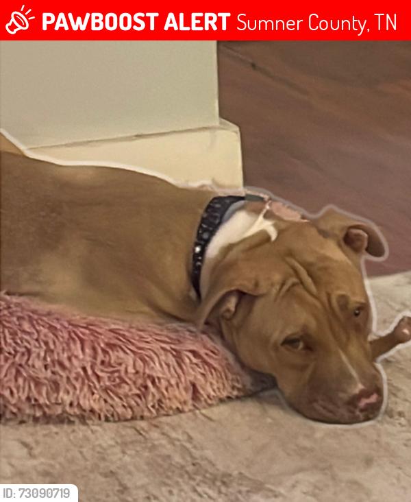 Lost Female Dog last seen Williamson Rd highway 41, Sumner County, TN 37066