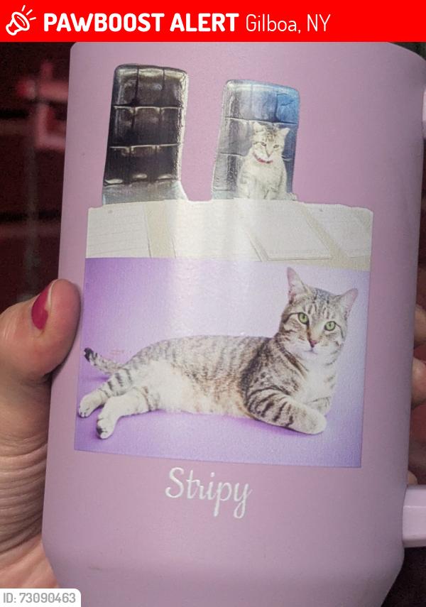 Lost Male Cat last seen S Mountain Rd between Bush and Cook Rds, hse with dome in yard, Gilboa, NY 12076