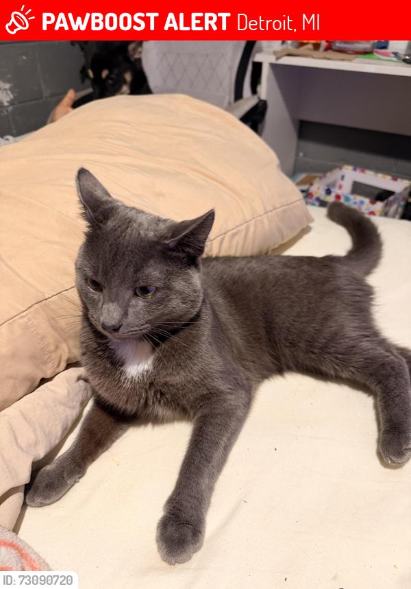 Lost Male Cat last seen Six Mile and Telegraph, Detroit, MI 48219