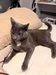 Lost Male Cat last seen Six Mile and Telegraph, Detroit, MI 48219
