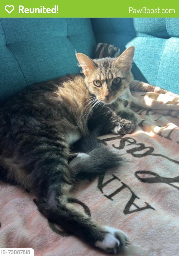 Reunited Female Cat last seen Thorn Dr, Concord, CA 94521, USA, Concord, CA 94521