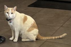 Lost Male Cat last seen E Azure & Centennial North LAs Vegas 89081, North Las Vegas, NV 89081