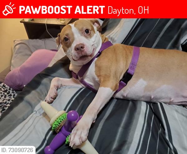 Lost Female Dog last seen Troy street, Dayton, OH 45404