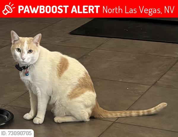 Lost Male Cat last seen E Azure & Centennial North LAs Vegas 89081, North Las Vegas, NV 89081