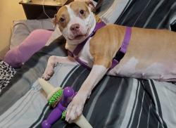 Lost Female Dog last seen Troy street, Dayton, OH 45404