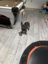 Lost Female Dog last seen Montrose and beechwood ave, Bloomington, CA 92316