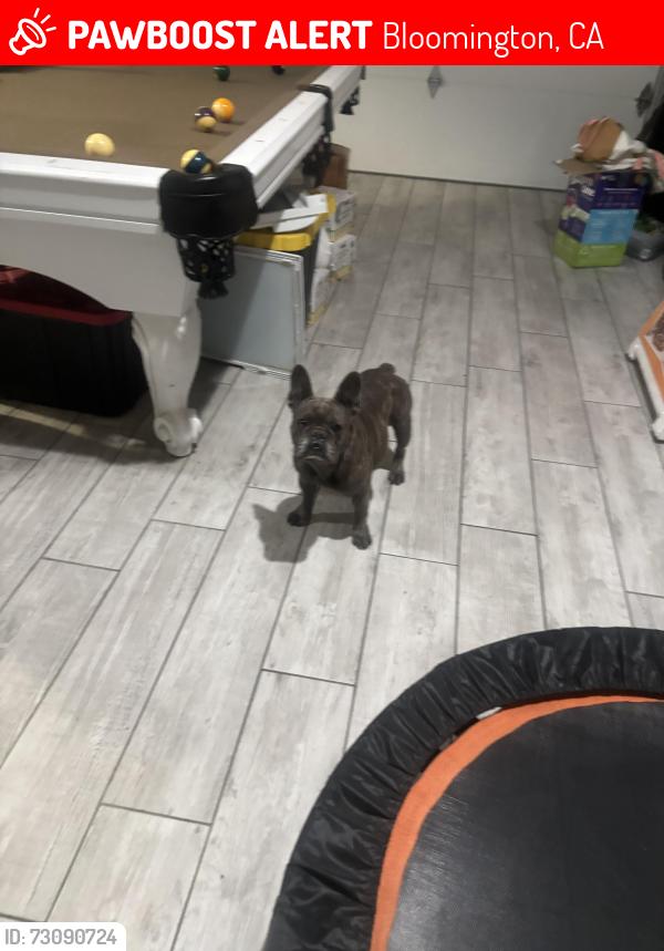 Lost Female Dog last seen Montrose and beechwood ave, Bloomington, CA 92316