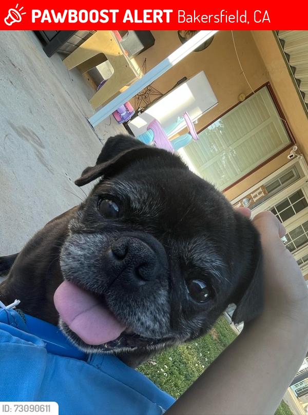 Lost Female Dog last seen Horace Mann Elementary school, Bakersfield, CA 93306