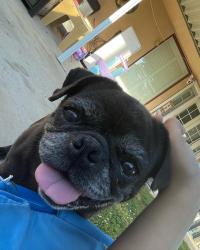 Lost Female Dog last seen Horace Mann Elementary school, Bakersfield, CA 93306