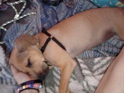Lost Male Dog last seen Janitor Supply Co Old Hull Rd Athens ga, Athens, GA 30601