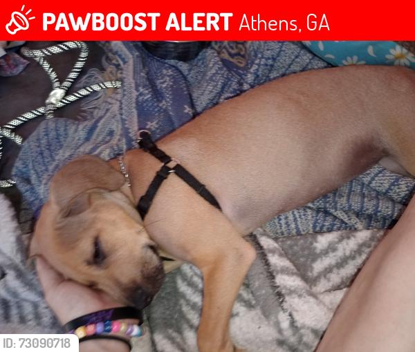 Lost Male Dog last seen Janitor Supply Co Old Hull Rd Athens ga, Athens, GA 30601