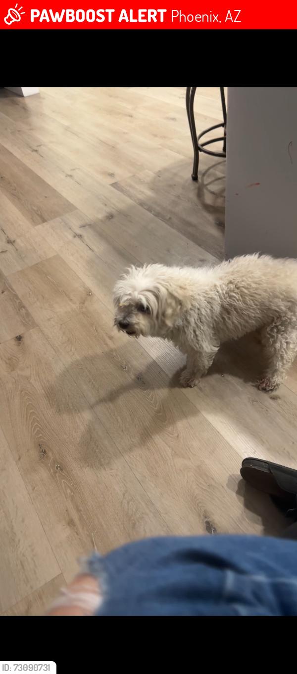 Lost Male Dog last seen 39th n McDowell, Phoenix, AZ 85008