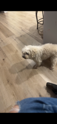 Lost Male Dog last seen 39th n McDowell, Phoenix, AZ 85008