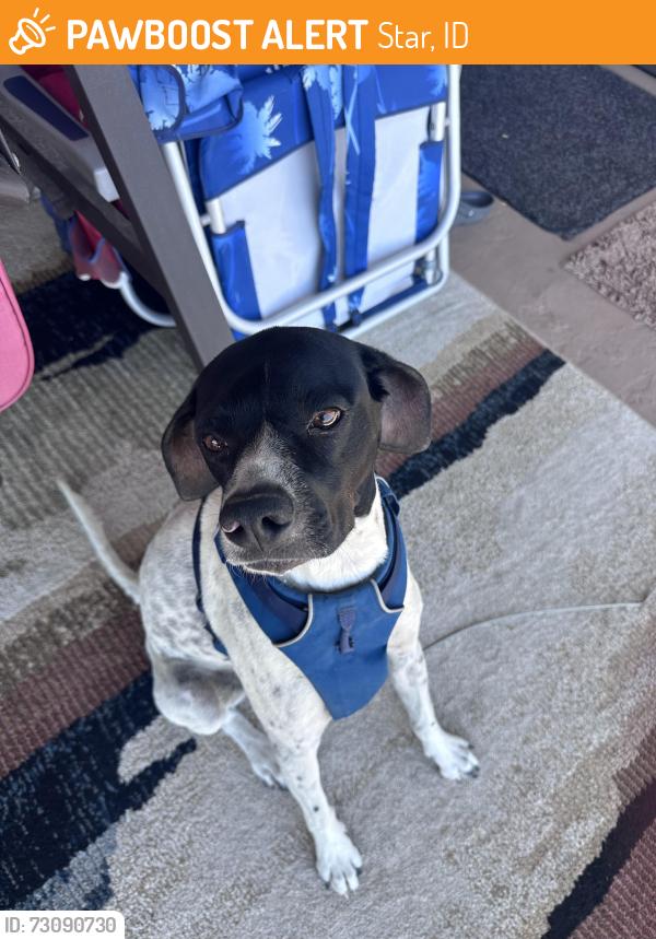 Found/Stray Female Dog last seen Blessinger and Foothill Rd, Star, ID 83644