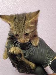 Shelter Stray Male Cat last seen Near Magnolia SPC 15, Anthony, TX, 5001 Fred Wilson Ave, El Paso, TX 79906, USA