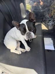 Found/Stray Male Dog last seen Estudillo Ave / Collier Dr, San Leandro, CA 94577