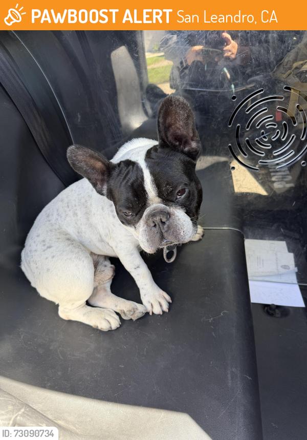 Found/Stray Male Dog last seen Estudillo Ave / Collier Dr, San Leandro, CA 94577