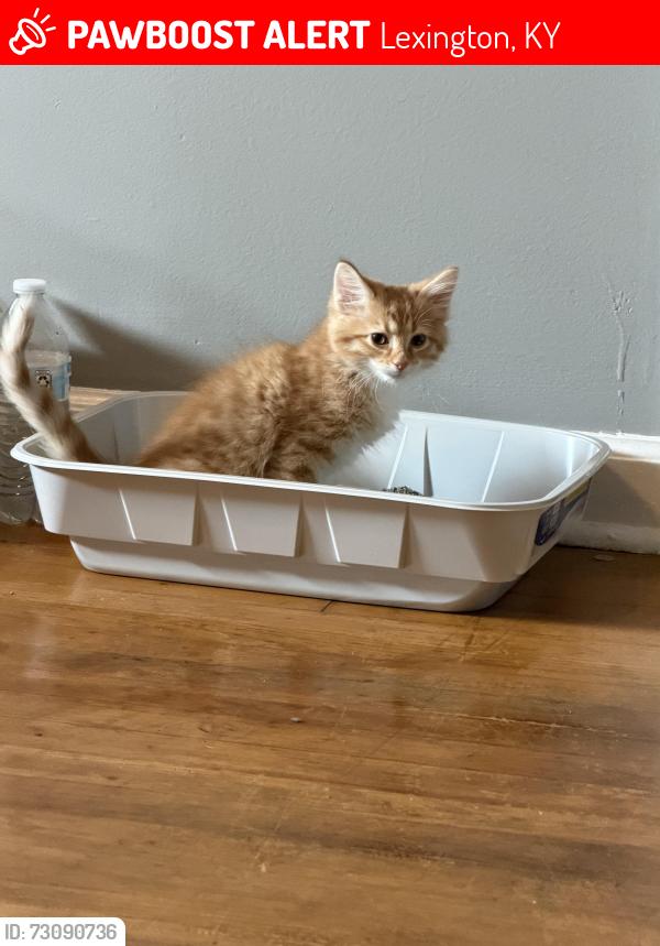 Lost Male Cat last seen Anniston drive, Lexington, KY 40505