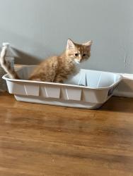 Lost Male Cat last seen Anniston drive, Lexington, KY 40505