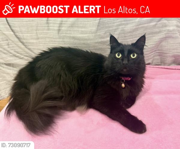 Lost Female Cat last seen Beechwood Lane, Los Altos, CA 94024