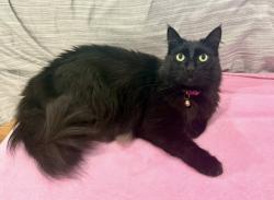 Lost Female Cat last seen Beechwood Lane, Los Altos, CA 94024