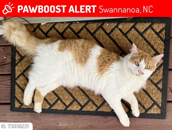 Lost Male Cat last seen Patton Cove Rd, Swannanoa, NC 28778