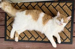 Lost Male Cat last seen Patton Cove Rd, Swannanoa, NC 28778