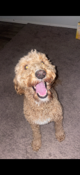 Reunited Female Dog last seen Brookland Hills Neighborhood, Brookland, AR 72417