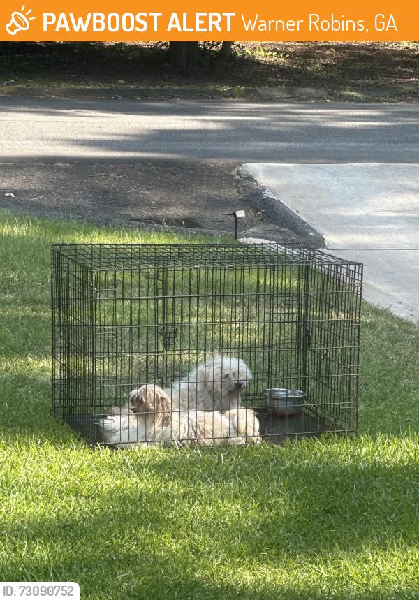 Found/Stray Male Dog last seen Emory hosp in Warner Robins, Warner Robins, GA 31093
