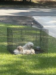 Found/Stray Male Dog last seen Emory hosp in Warner Robins, Warner Robins, GA 31093