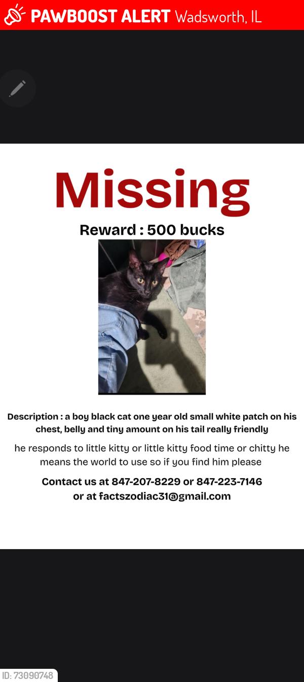 Lost Male Cat last seen Wadsworth ave, Wadsworth, IL 60083