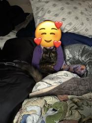 Lost Female Cat last seen Hampton and Kipling, Lakewood, CO 80227