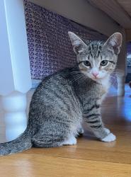 Found/Stray Female Cat last seen Russell Rd & Lloyd’s Lane, Alexandria, VA 22301