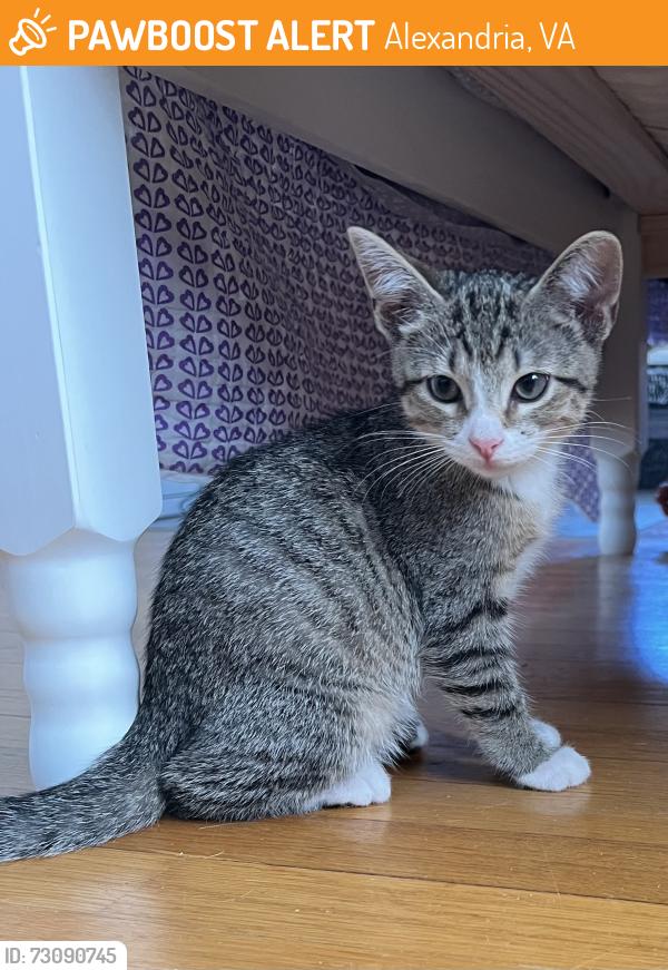 Found/Stray Female Cat last seen Russell Rd & Lloyd’s Lane, Alexandria, VA 22301