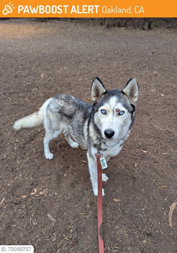 Found/Stray Unknown Dog last seen Carl Munk park, Oakland, CA 94619