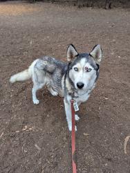 Found/Stray Unknown Dog last seen Carl Munk park, Oakland, CA 94619