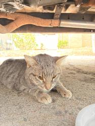 Found/Stray Unknown Cat last seen East Kansas circle and South Clinton st, Denver, CO 80247