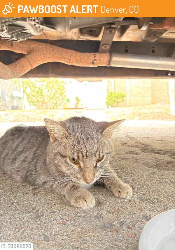 Found/Stray Unknown Cat last seen East Kansas circle and South Clinton st, Denver, CO 80247