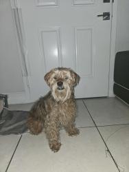 Found/Stray Male Dog last seen Vista legacy palms, Miami, FL 33179