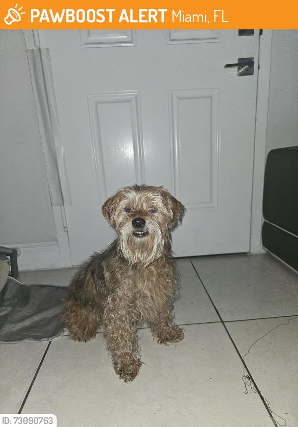 Found/Stray Male Dog last seen Vista legacy palms, Miami, FL 33179