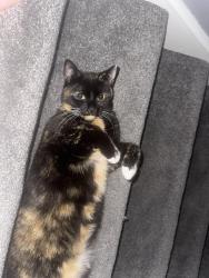 Lost Female Cat last seen Wokingham Road , Berkshire, England RG42 1PE