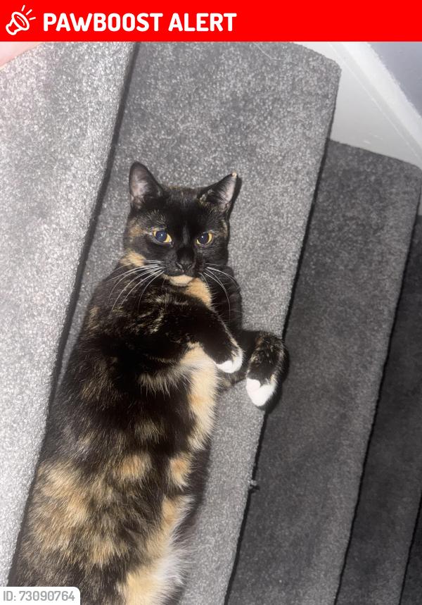 Lost Female Cat last seen Wokingham Road , Berkshire, England RG42 1PE