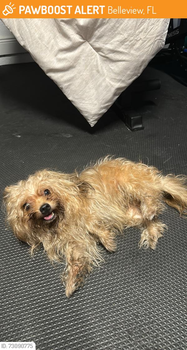 Found/Stray Male Dog last seen Lake Lillian, Belleview, FL 34421