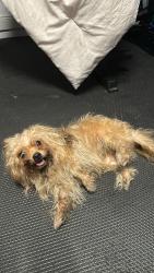 Found/Stray Male Dog last seen Lake Lillian, Belleview, FL 34421