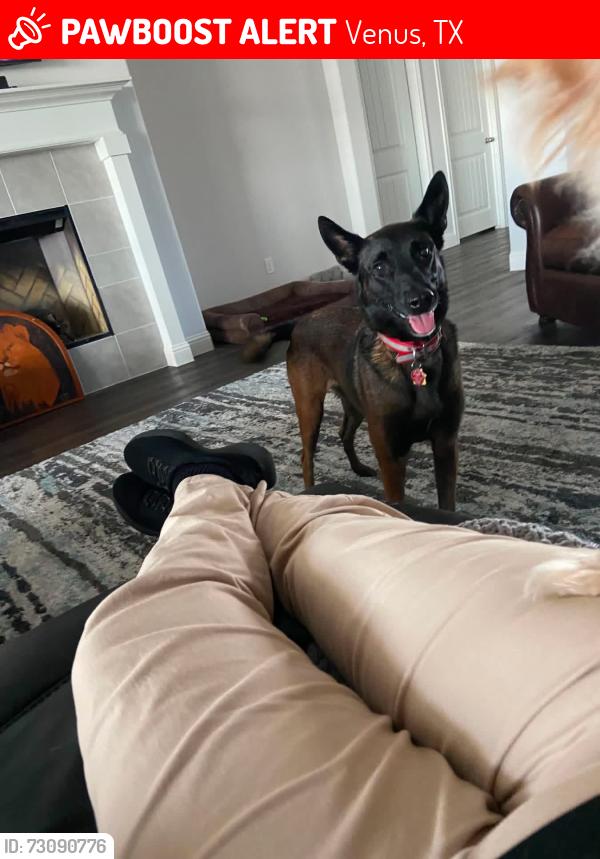Lost Male Dog last seen 157/Highgate, Venus, TX 76084