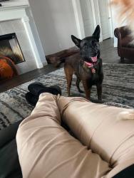 Lost Male Dog last seen 157/Highgate, Venus, TX 76084