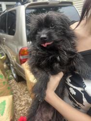 Found/Stray Female Dog last seen Near 29th and galena, Milwaukee, WI 53208