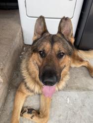 Found/Stray Male Dog last seen Arrow & Kimball POMONA CA, Pomona, CA 91767