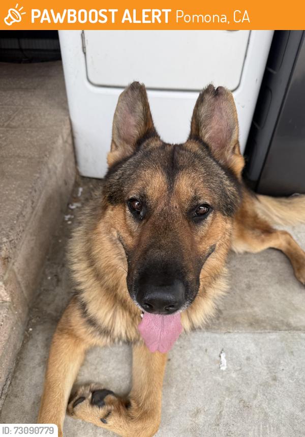 Found/Stray Male Dog last seen Arrow & Kimball POMONA CA, Pomona, CA 91767